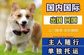 福州宠物托运公司福州宠物托运公司福州宠物托运公司