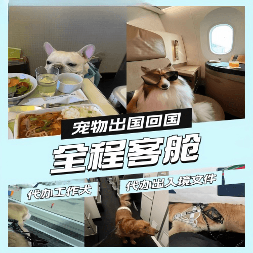 福州宠物托运到白俄罗斯宠物入境规定和要求